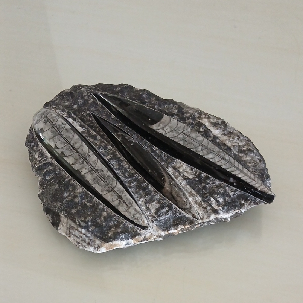 Polished Triple Orthoceras Fossil Plate Slab 6.5" x 5" Marine Life
